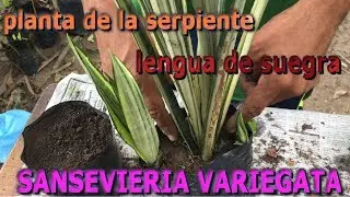 Reproducción de la planta lengua de suegra,  espada de San Jorge (Sansevieria Variegata)