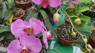 Lan Kiếm Vị Hoàng , Vàng Tây Ninh giá rẻ . 100k / tép . Ngày 9/4/2023 .Zalo 0972328162