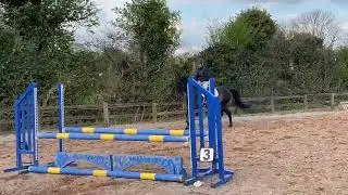 Lagans obos quality x master imp  4 year old