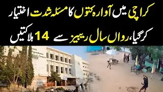 Stray Dog Crisis in Karachi: 14 Deaths from Rabies Reported This Year | YouDigital