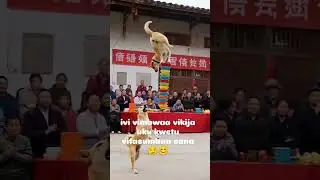 full show iliyowabamba wa china dog style trending