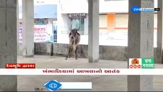 Trhilling rescue of bull from a building in Dwarka's Khambhaliya | Video Goes viral | Gujarat