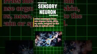 ||What is neuron?|| Types of neuron|| #neuron #sensoryneuron #motorneuron #arvindsir #viralvideo