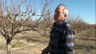 Agricultura-El planter d'arbres