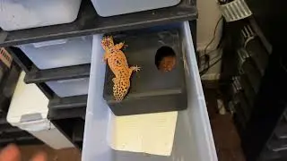 VE-6 Rack system Review &ldquo;Leopard Gecko&rdquo;