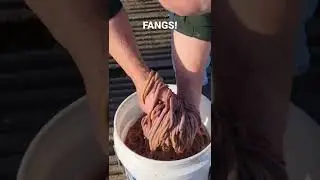 Handling bloodworms with fangs. #worms #maine  #shorts
