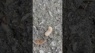 how a maggot moves #shorts #animals