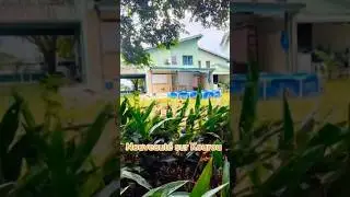 Maison mitoyenne 3 chambres - 534m2 de terrain #immobilier #home #shorts #guyane