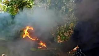 Amazing Find Giant HoneyBee For Food At The Forest