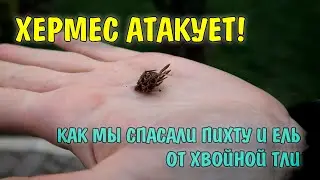 ХЕРМЕС АТАКУЕТ! ИЛИ КАК МЫ СПАСАЛИ ПИХТУ И ЕЛЬ ОТ ХВОЙНОЙ ТЛИ | СРЕДСТВО ПРОТИВ САДОВЫХ ВРЕДИТЕЛЕЙ