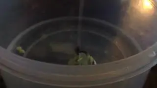 Water candle became a fail