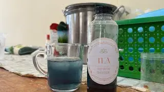 procedure text; how to make telang tea by group 13
