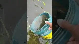# feeding of chicken + releasing of catfish+catching a poisonous snake.../ Ka Edgar official.