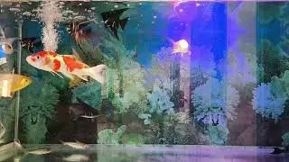 Tranquil Aquarium Ambience | Peaceful Sounds for Sleep & Relaxation