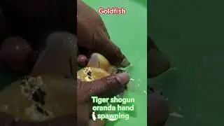 Goldfish: Tiger shogun oranda hand breeding | #fancygoldfish #goldfishbreed #happyfishkeeping