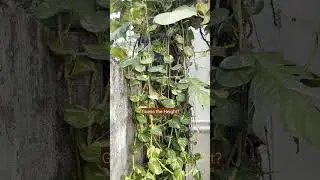 Giant Money Plant | Large leaf #moneyplant