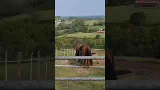 # Lyre de Cristal 🔮 # nature # zen# chevaux #