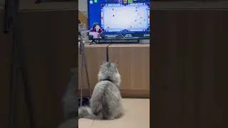 Leo&rsquo;s learning some tricks #catshorts #catlovers #cute #foryou