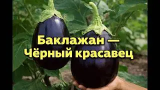 Баклажан &mdash; Чёрный красавец: идеал для огорода и сада