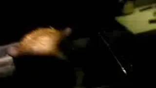 Tenrec ecaudatus 2(common tenrec, tailless tenrec)