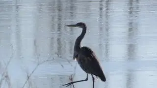 Great Blue Heron on ice