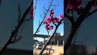 Plum blossom flowers in Japan 🥰  #japan #fypシ #flowers #plumblossom #spring