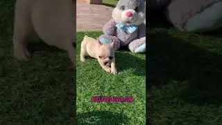 French Bulldog Luna