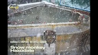 Hokkaido Japan winter : snow monkey Hakodate tropical botanica garden ลิงแช่ออนเซ็น 2023