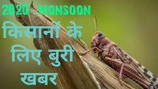 Locust swarm attack in India 2020