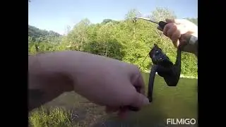 Catfishing.. catching channel catfish from the bank #catfishing
