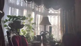 Sunlight for Indoor plant. How to protect seedlings from cold and frost. ❄️⛄️