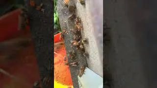 bees collecting pollen  #beekeeping #honeybeesting #worker #beefeater #workerbee #honey
