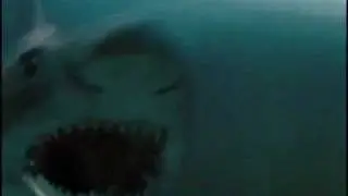 Duelo Animal   Crocodilo e tubar&atilde;o branco