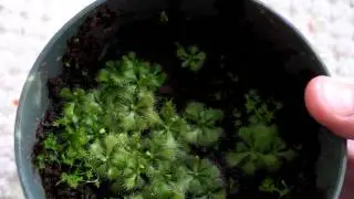 Drosera Tokaiensis Update