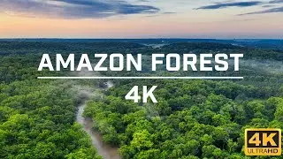 Amazon Forest  | Drone Views of Nature&rsquo;s Paradise
