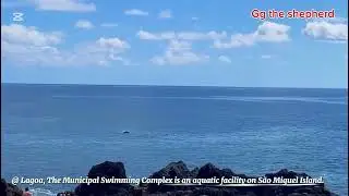 Дельфины сражаются ближе к людям в лагуне Сан-Мигель, Азорские острова