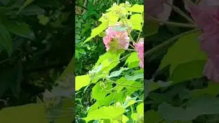 Nature Beauty #nature #beauty #naturelovers #lotus #natural #youtubeshorts #shorts #ytshorts #viral