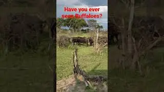 Have You Ever Seen Buffaloes?