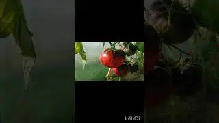 Сорт томата Indigo Queen.