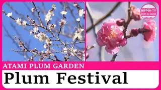 Thousands of plum blossoms at Atami Plum Garden