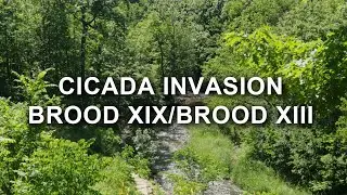 Cicada emergence Brood XIX Brood XIII | 8 Hours | Cicada noise | White noise | Background sound