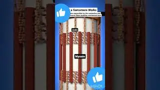 Sarcomere working#Muscle Contraction #Locomotion and movement #Animation video#NEET