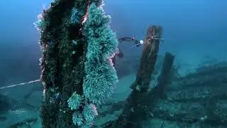 ORCATORCH ZD710 MK2 ZOOM DIVING LIGHT Underwater test