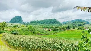 PAGI INI DI KEBUN JAGUNG DAN PORANG 