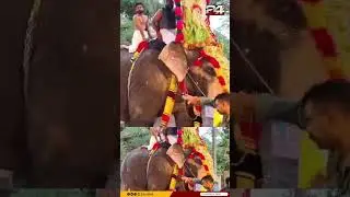 കൊല്ലത്ത് ക്ഷേത്രോത്സവത്തിൽ ഗതാഗതം നിയന്ത്രിച്ചയാളെ ചവിട്ടി താഴെയിട്ട് തിടമ്പേറ്റിയ ആന
