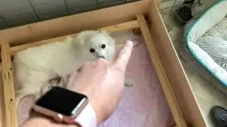 Pig Rail in Whelping Box
