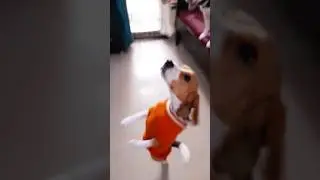 Dusty Playing eat calcium bone😍❤❤ #dog #shorts #funny #viral