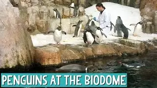 The Montreal Biodome - Penguins, Monkeys and Beavers Oh My!