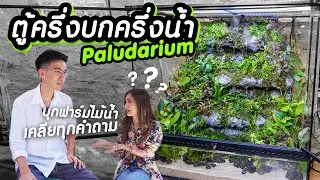 ตั้งตู้แบบมืออาชีพ ตู้ Paludarium ตู้ครึ่งบกครึ่งน้ำ จากเจ้าของฟาร์มไม้น้ำภูเก็ต ไม้บก ไม้น้ำ เพียบ!