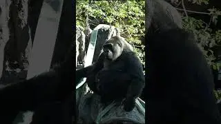 岩の上にあった葉っぱを食べるモモコ😊　ゴリラ　【上野動物園】